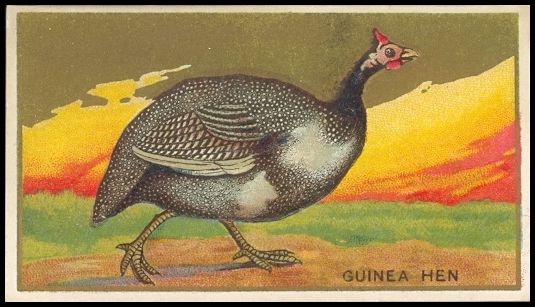 18 Guinea Hen